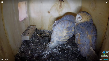 nestkastlive kerkuil